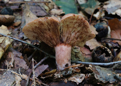 Lactarius mutabilis