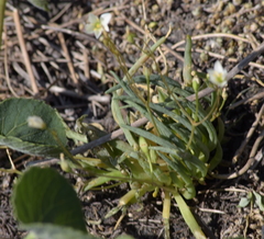 Phemeranthus napiformis