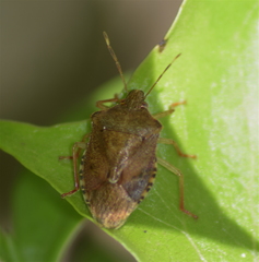 Podisus mexicanus