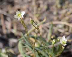 Phemeranthus napiformis