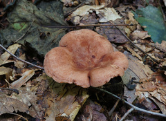 Lactarius mutabilis