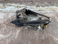 Lasiurus cinereus cinereus