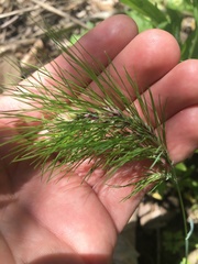 Poa bulbosa