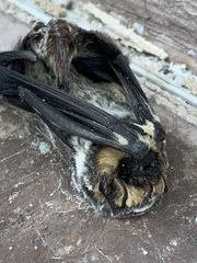 Lasiurus cinereus cinereus