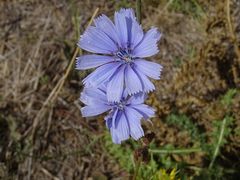 Cichorium intybus