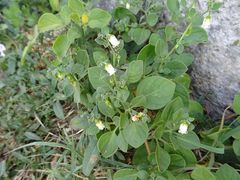 Salpichroa origanifolia