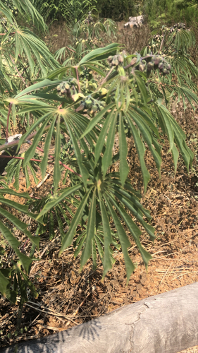 iNaturalist observation photo of Manihot