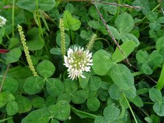 Trifolium repens