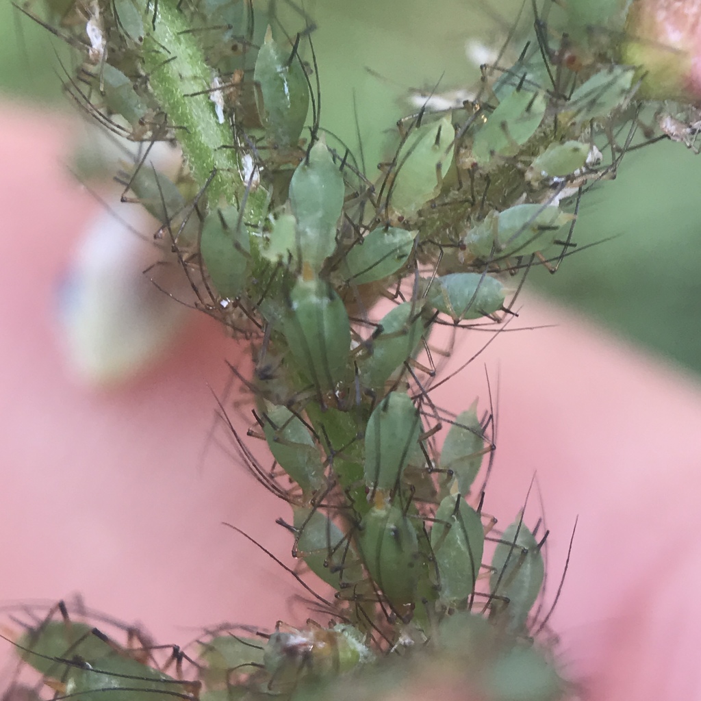 Desmodium Aphid