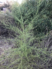 Cordylanthus rigidus setigerus