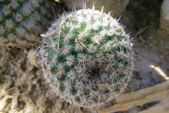 Mammillaria haageana meissneri