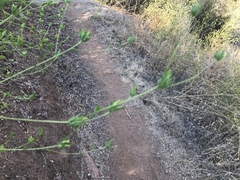 Cordylanthus rigidus setigerus