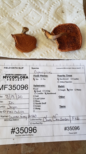 Gymnopilus