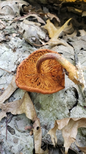 Gymnopilus (Photo 2 of 5)