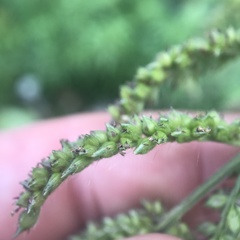 Echinochloa frumentacea