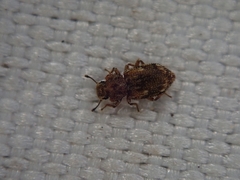 Coxelus pictus