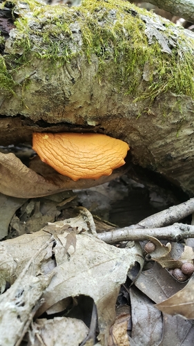 Gymnopilus (Photo 3 of 5)