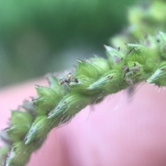 Echinochloa frumentacea