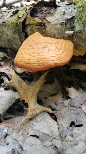 Gymnopilus (Photo 4 of 5)