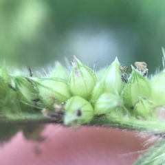 Echinochloa frumentacea
