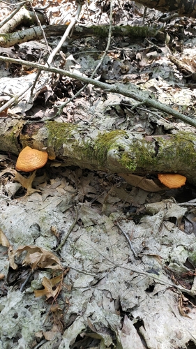 Gymnopilus (Photo 5 of 5)