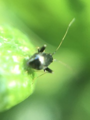 Halticini