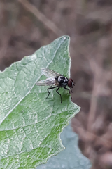 Anthomyia pluvialis