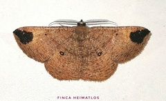 Thysanopyga fractimacula
