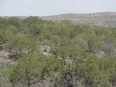 Juniperus coahuilensis
