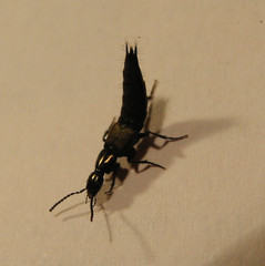 Philonthus decorus