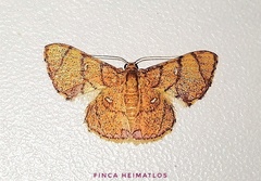 Hemipterodes divaricata