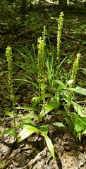 Platanthera flava flava