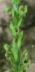 Platanthera flava flava
