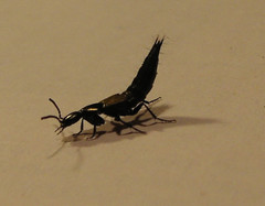 Philonthus decorus