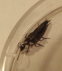 Philonthus decorus