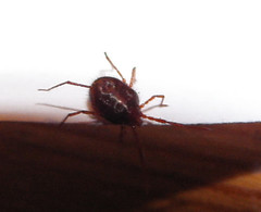 Erythraeoidea
