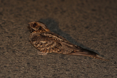 Caprimulgus ruficollis