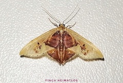 Idaea flavicosta