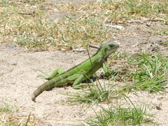 Iguana iguana