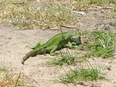 Iguana iguana
