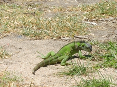 Iguana iguana