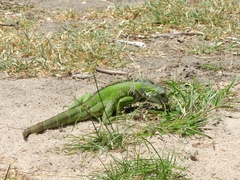 Iguana iguana