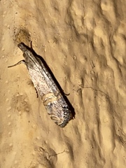 Euchromius californicalis