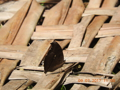 Junonia iphita iphita