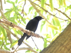 Molothrus bonariensis