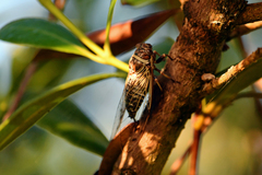 Diceroprocta marevagans