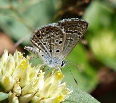 Hemiargus hanno hanno