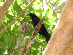 Molothrus bonariensis
