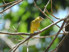 Sicalis columbiana