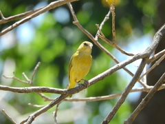 Sicalis columbiana